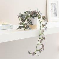 Artificial Trailing Tradescantia in White Ceramic Plant Pot