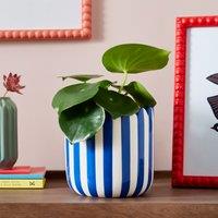 Scalloped Blue Plant Pot