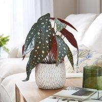 Artificial Begonia Plant in White Textured Plant Pot