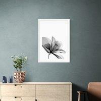 East End Prints Amaryllis Print