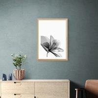 East End Prints Amaryllis Print