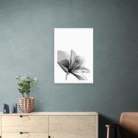 East End Prints Amaryllis Print