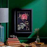 Rose Framed Print