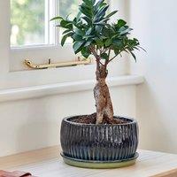Set of 2 Round Reactive Glaze Bonsai Plant Pots