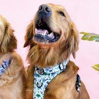 Dinky Dino Adjustable Dog Harness