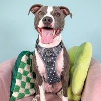 Blackjack Adjustable Dog Harness