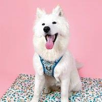 Blue Leopard Adjustable Dog Harness
