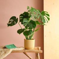 Swiss Cheese House Plant in Elho Pot