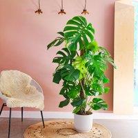 Swiss Cheese House Plant in Elho Pot