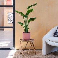 Bird Of Paradise House Plant in Elho Pot