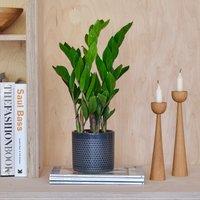 ZZ House Plant in Capri Pot