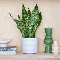 Snake House Plant in Capri Pot