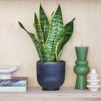 Snake House Plant in Ribbed Pot