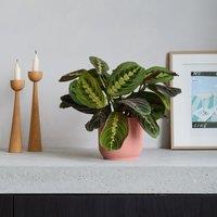 Prayer House Plant in Elho Pot