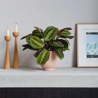 Prayer House Plant in Ribbed Pot