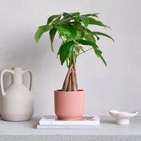 Money Tree House Plant in Elho Pot
