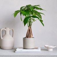 Money Tree House Plant in Capri Pot