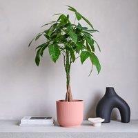 Money Tree House Plant in Elho Pot