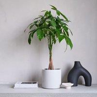 Money Tree House Plant in Capri Pot