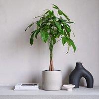 Money Tree House Plant in Capri Pot