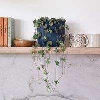 String Of Hearts House Plant in Elho Pot