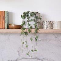 String Of Hearts House Plant in Capri Pot