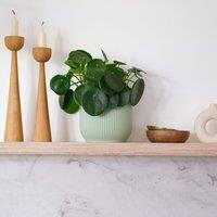 Chinese Money House Plant in Elho Pot