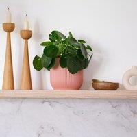 Chinese Money House Plant in Elho Pot