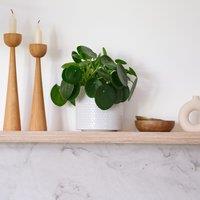 Chinese Money House Plant in Capri Pot