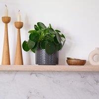 Chinese Money House Plant in Capri Pot