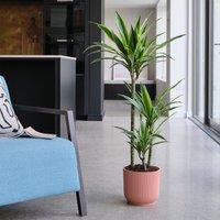 Dracaena Lemon & Lime House Plant in Elho Pot