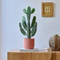 Cowboy Cactus House Plant in Elho Pot