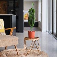 Euphorbia Trigona House Plant