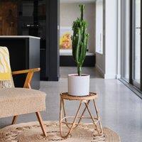 Euphorbia Trigona House Plant in Capri Pot