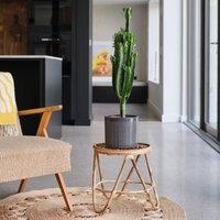 Euphorbia Trigona House Plant in Capri Pot