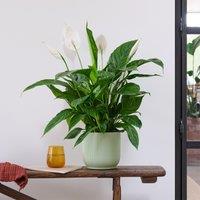 Peace Lily House Plant in Elho Pot