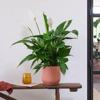 Peace Lily House Plant in Elho Pot