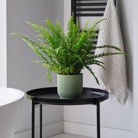 Boston Fern House Plant in Elho Pot