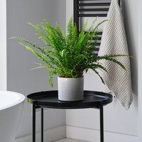 Boston Fern House Plant in Capri Pot