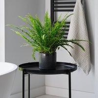 Boston Fern House Plant in Capri Pot