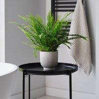 Boston Fern House Plant in Ribbed Pot