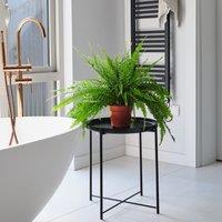 Boston Fern House Plant