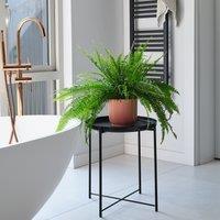 Boston Fern House Plant in Elho Pot