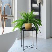 Boston Fern House Plant in Elho Pot