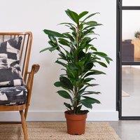 African Fig House Plant