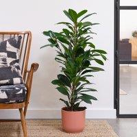 African Fig House Plant in Elho Pot