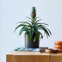 Pineapple House Plant in Capri Pot