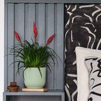 Vriesea Astrid House Plant in Elho Pot
