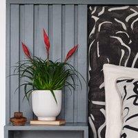 Vriesea Astrid House Plant in Ribbed Pot