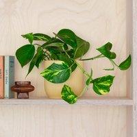 Devil's Ivy House Plant in Elho Pot